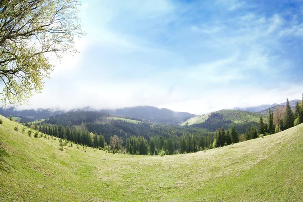 Sommerwald an Berghängen — Stockfoto