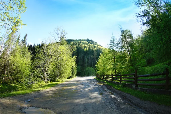 Pathway in mountain forest — Stock Photo, Image