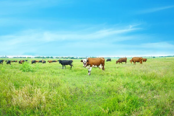 Vacas en el prado —  Fotos de Stock