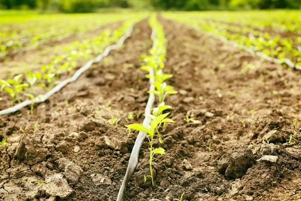 Pflanzen, die auf fruchtbarem Boden angebaut werden — Stockfoto