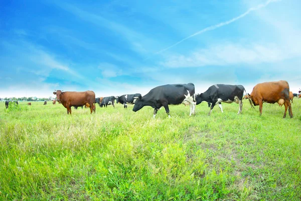 Vacas en el prado —  Fotos de Stock