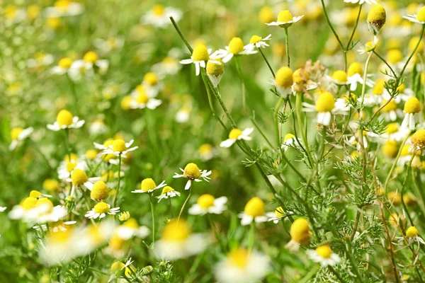 Chamomiles on the meadow — Stock Photo, Image