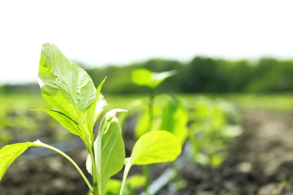 Gröna blad anläggningen — Stockfoto