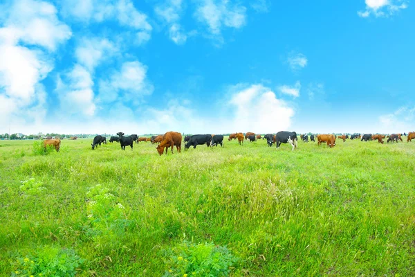 Vacas en el prado —  Fotos de Stock