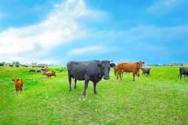 Mucche sul prato — Foto Stock