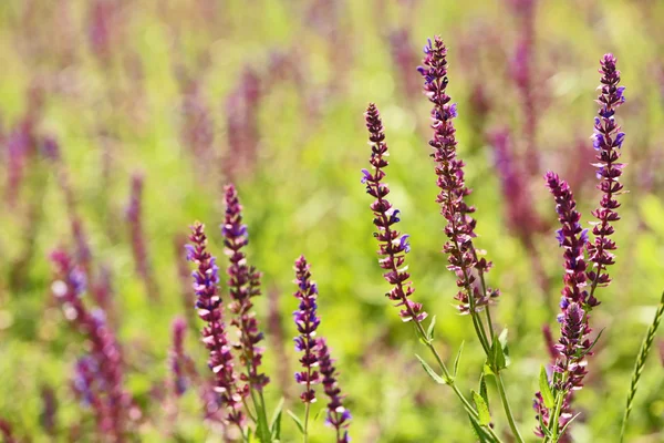 Weide salie bloemen — Stockfoto