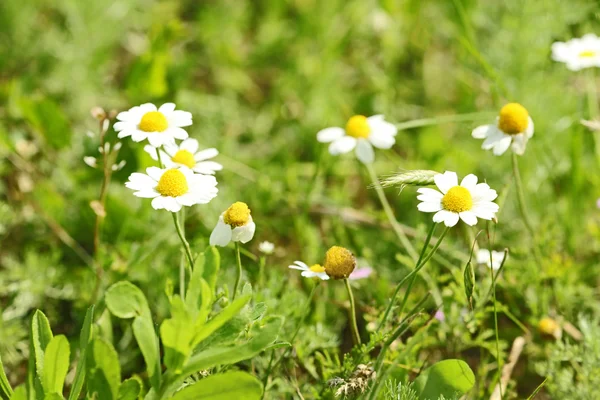 Chamomiles on the meadow — Stock Photo, Image