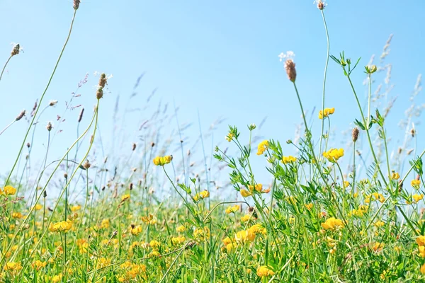 Fioritura fiori di prato — Foto Stock