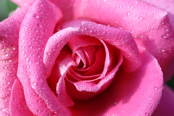 Beautiful pink rose — Stock Photo, Image