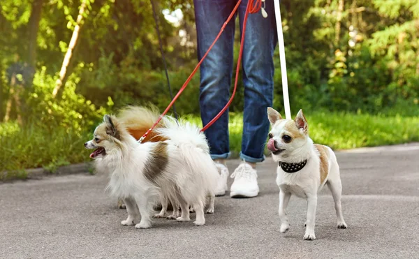 Chiens de promenade femme dans le parc — Photo