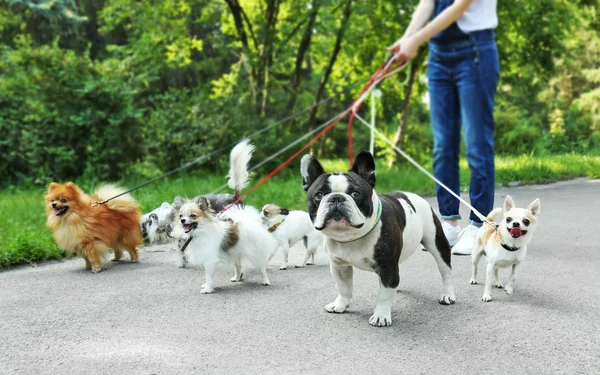 Donna cani da passeggio nel parco — Foto Stock