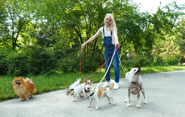 Nő séta kutyák a parkban — Stock Fotó