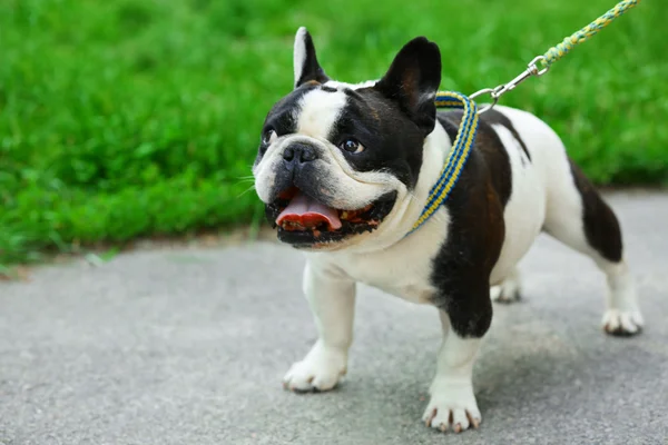 Buldogue bonito andando no parque — Fotografia de Stock