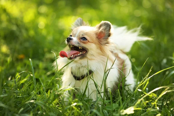 Ładny pies puszyste — Zdjęcie stockowe