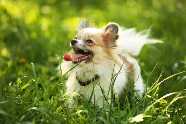 Cão fofo bonito — Fotografia de Stock