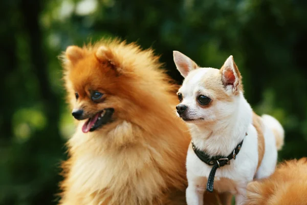 Anjing lucu di taman — Stok Foto