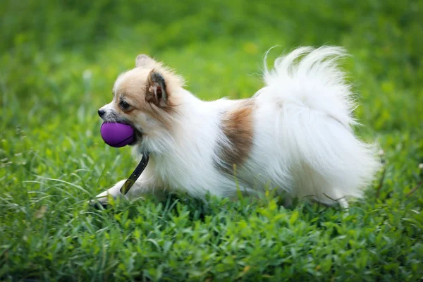 Cão bonito na grama verde — Fotografia de Stock