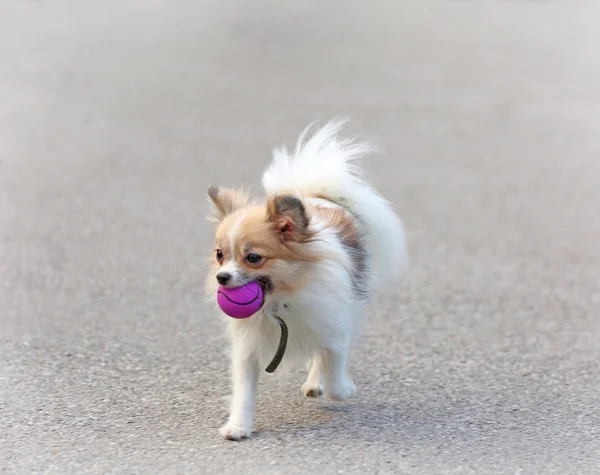 Cute dog with ball — Stock Photo, Image