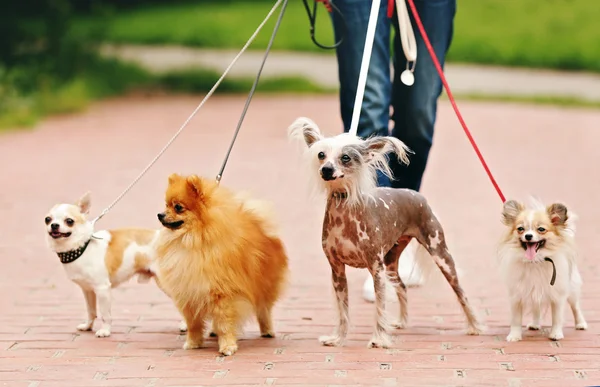 Kvinnan promenader hundar i parken — Stockfoto