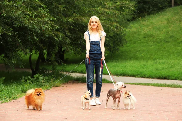 Chiens de promenade femme dans le parc — Photo