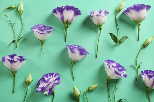 Beautiful flowers on turquoise — Stock Photo, Image