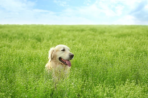 Ładny pies myśliwski w zielone pola — Zdjęcie stockowe