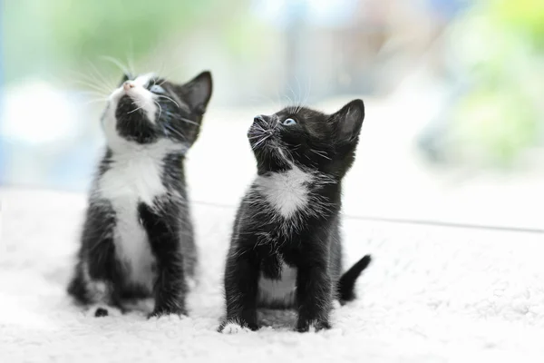 Cute small cats — Stock Photo, Image