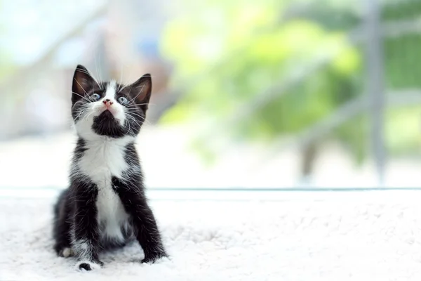 かわいい小さな猫 — ストック写真