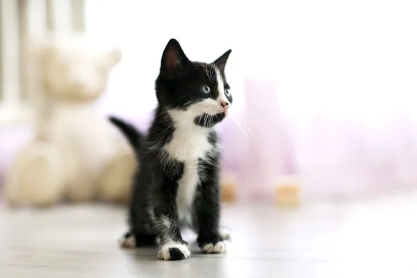 Gato pequeno bonito — Fotografia de Stock