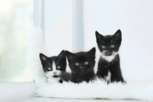 Cute small cats — Stock Photo, Image