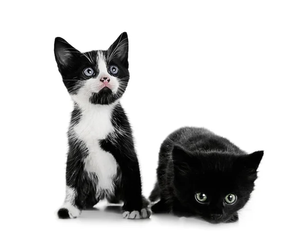 Cute small cats — Stock Photo, Image