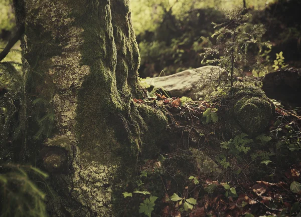 Moss on tree, closeup — Stock Photo, Image