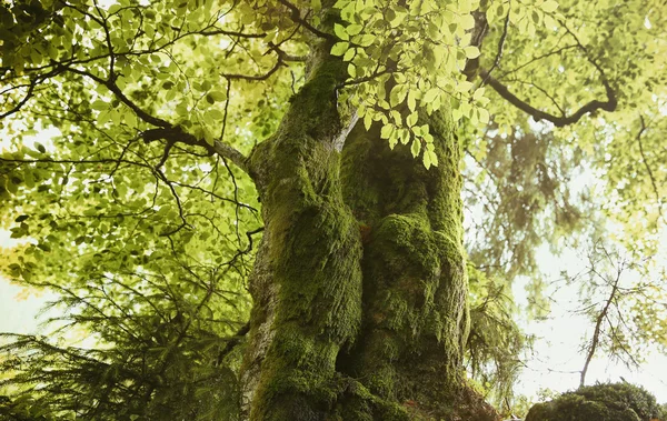 Moos am Baum, Nahaufnahme — Stockfoto
