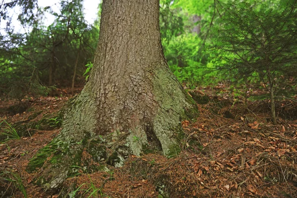 森の大きな木の根っこ — ストック写真