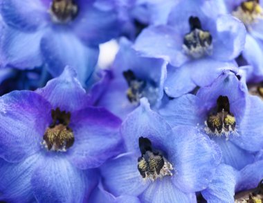 Beautiful blue delphinium flowers  clipart