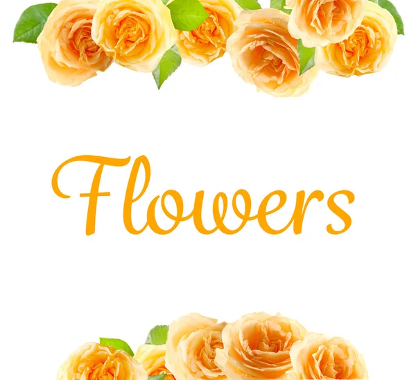 Ročník květinové karta — Stock fotografie