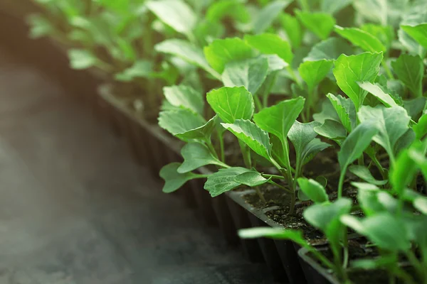 Young cabbage seedlings growing — Stock Photo, Image