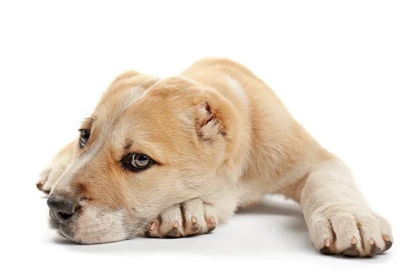 中亚牧羊犬小狗 — 图库照片