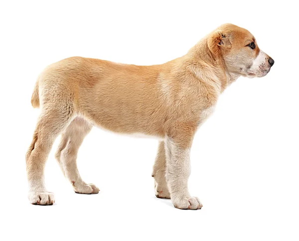 Central Asian Shepherd puppy — Stock Photo, Image