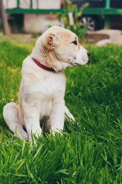 Centraal-Aziatische herder pup — Stockfoto