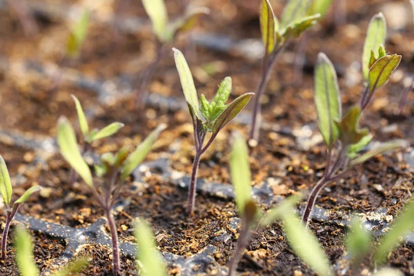 Jonge planten in de kas — Stockfoto