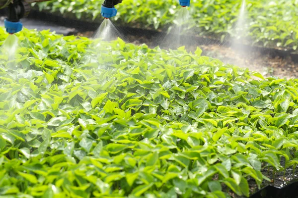 Greenhouse watering system in action — Stock Photo, Image