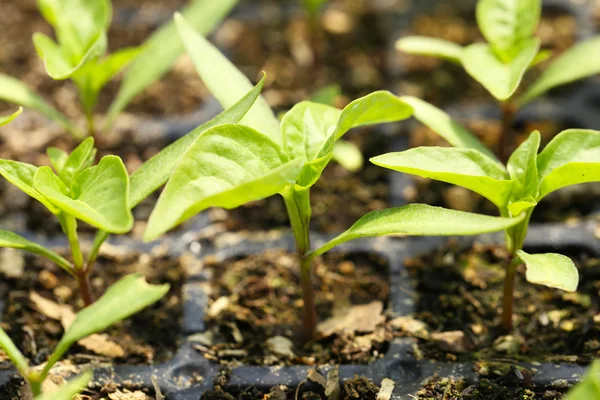 Plantas jovens que crescem em estufa — Fotografia de Stock