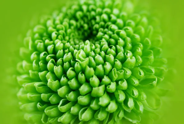 Bellissimo fiore verde — Foto Stock