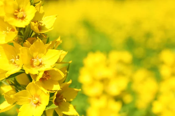 Yellow flowers, closeup — Stock Photo, Image