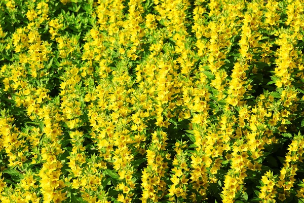 Flores amarillas, primer plano — Foto de Stock