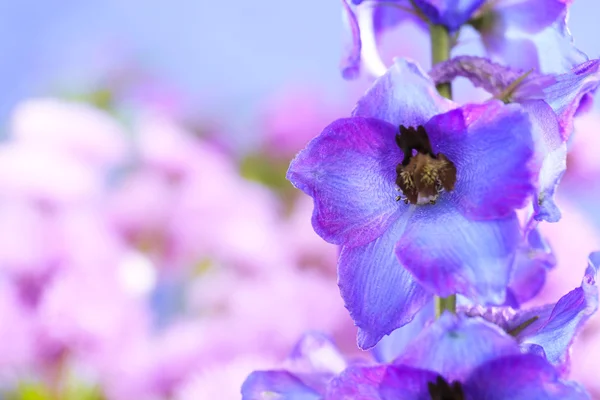 Bellissimi fiori di delfinio blu — Foto Stock