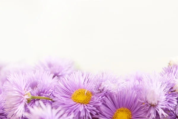 Smukke violette blomster - Stock-foto