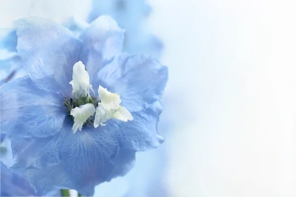 Bellissimi fiori blu — Foto Stock