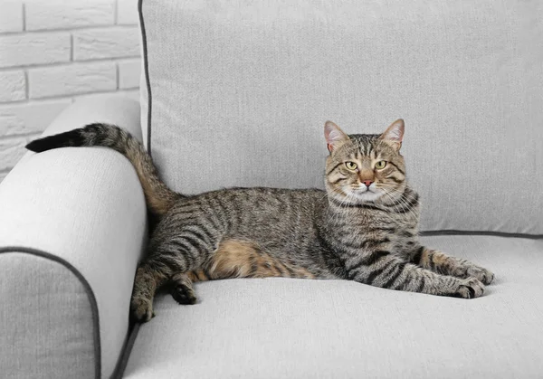 Söt katt på grå soffa — Stockfoto